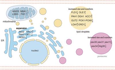 Compartmentalization engineering of yeasts to overcome precursor limitations and cytotoxicity in terpenoid production